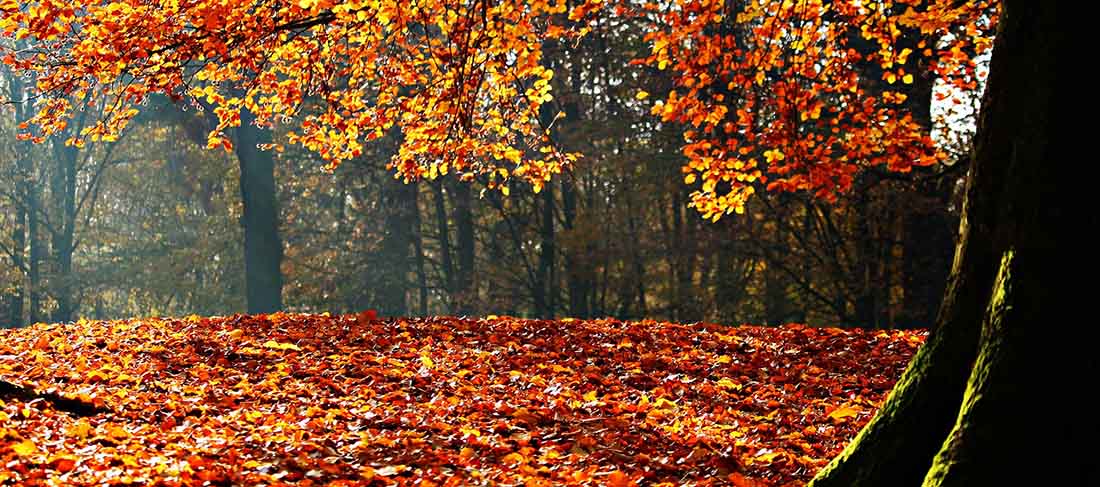 ¿La reducción de balance para otoño?