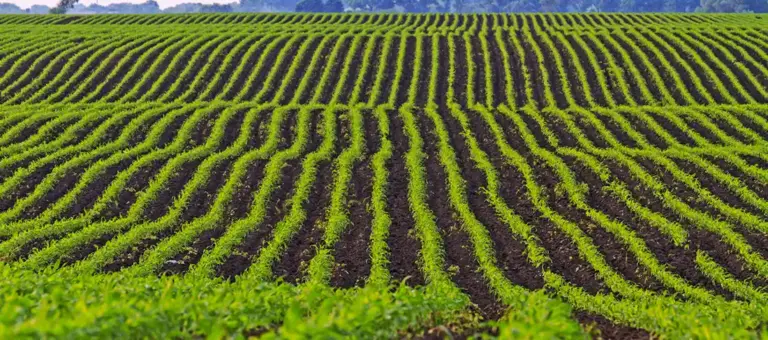 Ormuz y fertilizantes